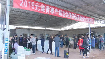 元謀蔬菜種業博覽會 拓展交流打造綠色食品牌，文化藝術交流活動增添新活力